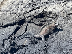 Amblyrhynchus cristatus