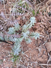 Santolina chamaecyparissus