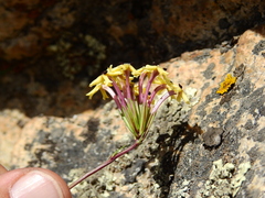 Verbena araucana