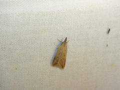 Dichomeris limosellus