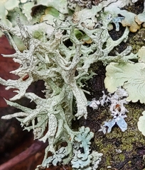 Evernia