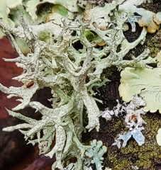Evernia