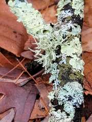 Evernia