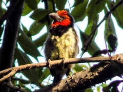 Lybius torquatus torquatus
