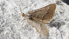 Isturgia murinaria