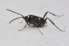 Evania appendigaster