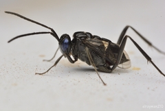 Evania appendigaster