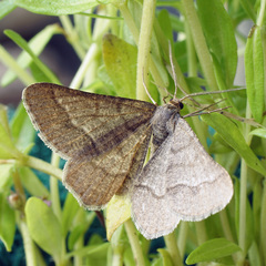 Isturgia murinaria