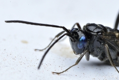 Evania appendigaster