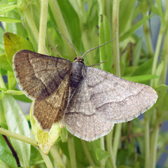 Isturgia murinaria