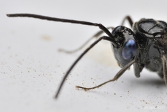 Evania appendigaster