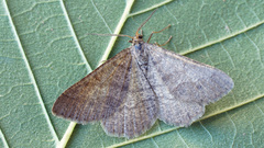 Isturgia murinaria