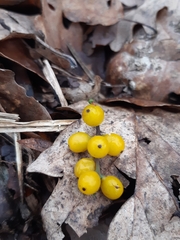 Loranthus europaeus
