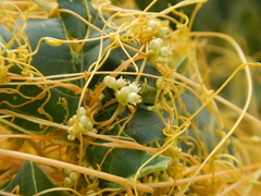 Cuscuta
