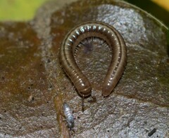 Brachyiulus pusillus