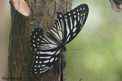 Penthema lisarda lisarda