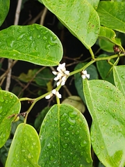 Dalbergia ecastaphyllum