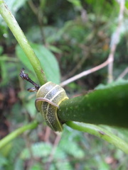 Vaginulus taunaisii
