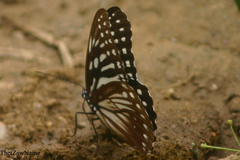 Penthema lisarda lisarda