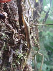 Vaginulus taunaisii