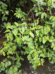 Dalbergia ecastaphyllum