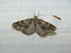 Deileptenia ribeata