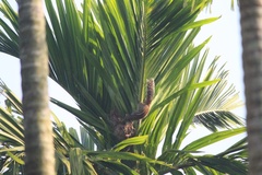 Funambulus tristriatus