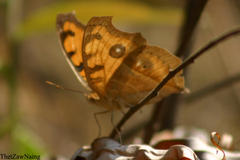 Junonia almana almana