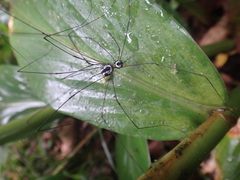 Gagrellinae