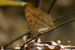 Junonia almana almana