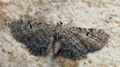 Eupithecia assimilata