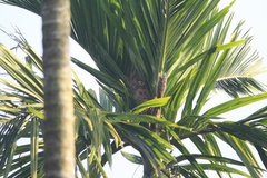 Funambulus tristriatus