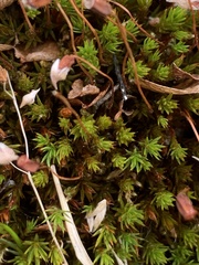 Polytrichum strictum