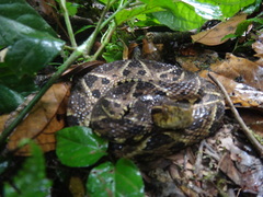 Bothrops jararacussu