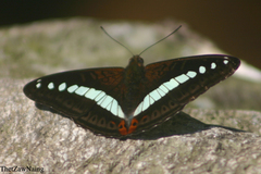 Sumalia daraxa