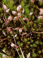 Polytrichum strictum