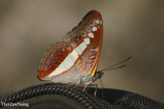 Sumalia daraxa