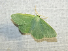 Geometra papilionaria
