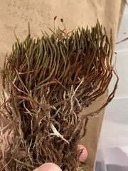 Polytrichum strictum