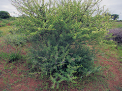 Vachellia tortilis