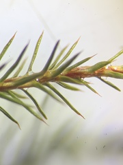 Polytrichum strictum