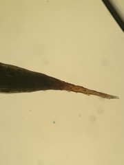 Polytrichum strictum