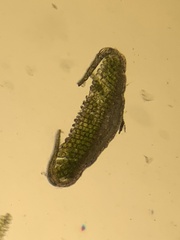 Polytrichum strictum