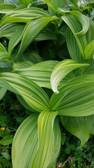 Veratrum album