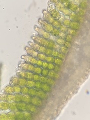 Polytrichum strictum