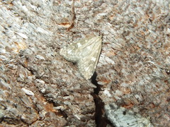 Udea olivalis