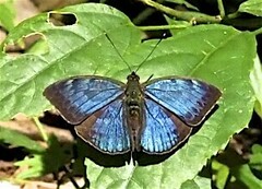 Bebearia carshena