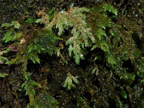 Image of Thamnobryum alleghaniense by (c) Michael J. Papay, some rights reserved (CC BY)