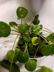Pilea peperomioides