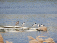 Nycticorax nycticorax